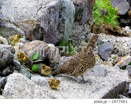 雷鳥の親子の写真素材