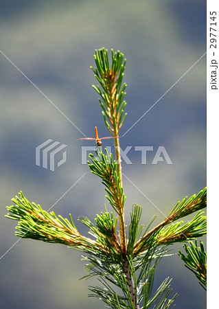 アキアカネ 2977145