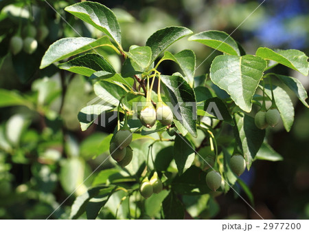 エゴノキの果実 エゴノキの果実 2977200