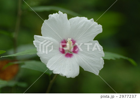 白いムクゲ 白いムクゲ 2977237