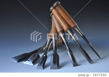 ノミ ノミ 2977350