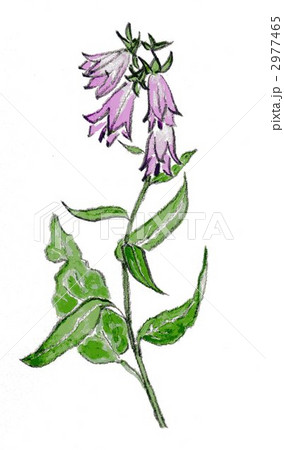 蕎麦菜(手描きイラスト) 蕎麦菜(手描きイラスト) 2977465
