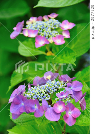 ガクアジサイ  2977529