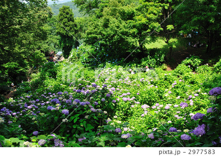 護摩堂山あじさい園  2977583