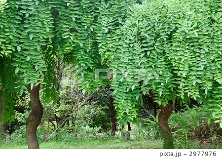 シダレエンジュ 2977976