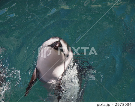 カマイルカ 2978084