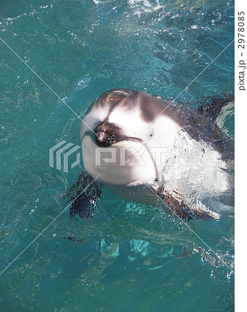 カマイルカ カマイルカ 2978085