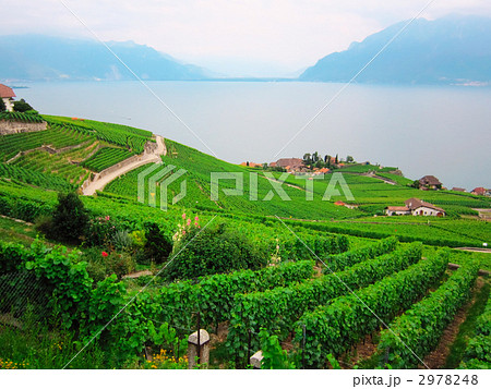 スイス、ラヴォー地区０４ 2978248