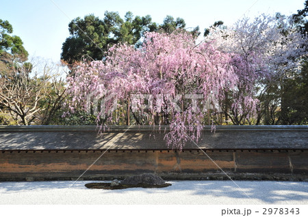 京都　龍安寺の春 2978343