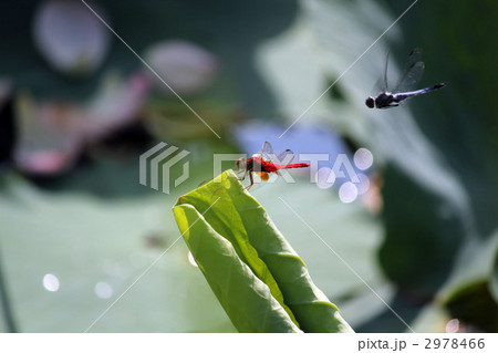 とんぼ とんぼ 2978466