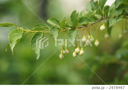 エゴノキ 別名 轆轤木ろくろぎの実 エゴノキ 別名 轆轤木ろくろぎの実 2978467
