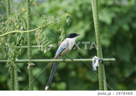 トマトを狙う尾長 2978469