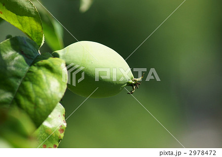 花梨の若い実 2978472