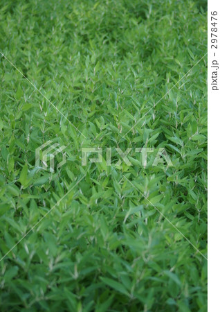 阿亀笹　オカメザサと申します。 2978476