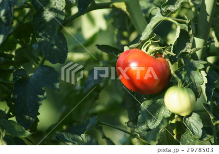 トマトの赤い実　美味しそうです。 2978503