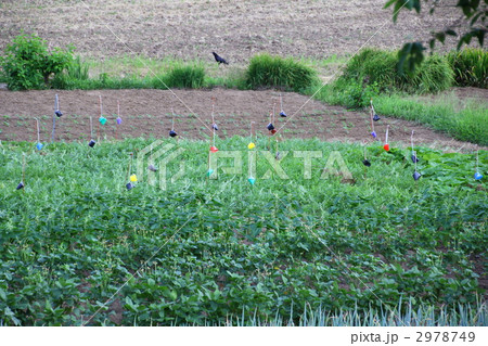 鳥除けのアイデア 2978749