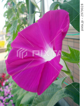 緑のカーテン 2979028