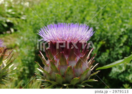 7月 アーティチョーク・キク科56 7月 アーティチョーク・キク科56 2979113