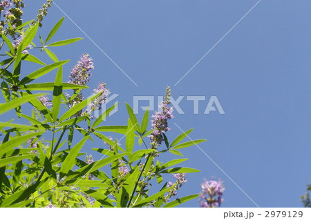 7月 セイヨウニンジンボク・クマツヅラ科06 7月 セイヨウニンジンボク・クマツヅラ科06 2979129