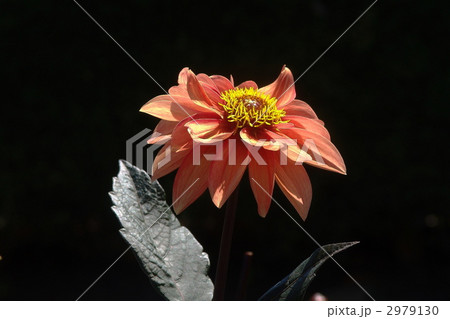 7月　ダリア・キク科75 2979130