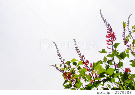 6月熱帯植物　サンゴシトウ(ヒシバデイゴ)・マメ科05 2979208