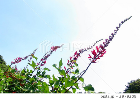 6月熱帯植物 サンゴシトウ(ヒシバデイゴ)・マメ科06 6月熱帯植物 サンゴシトウ(ヒシバデイゴ)・マメ科06 2979209