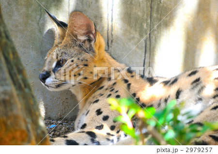 サーバルキャット 2979257