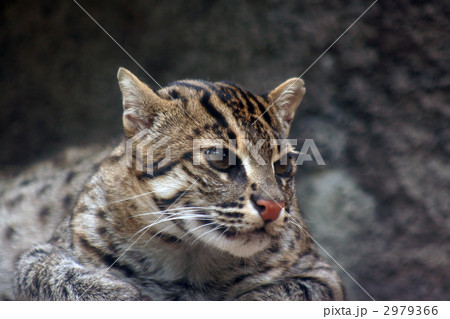 スナドリネコ 2979366