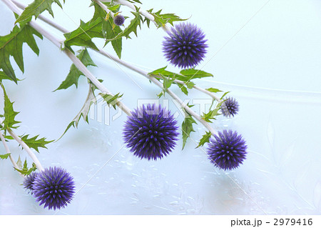 瑠璃玉アザミ 2979416