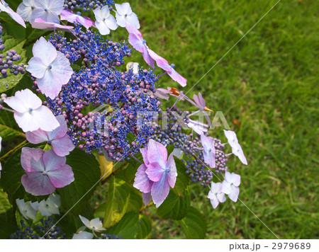 ガクアジサイ 2979689