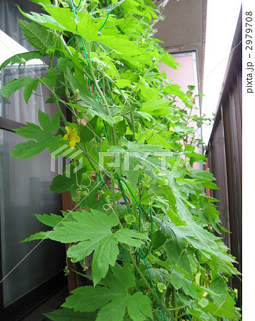 ゴーヤの緑のカーテン 2979708