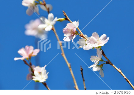 青空に映える四季桜 2979910
