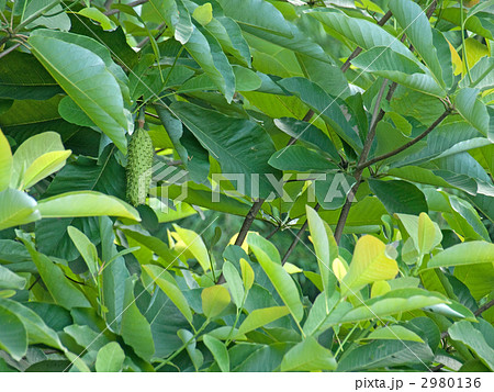 ホオノキ（厚朴）の実 2980136