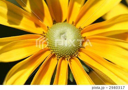 ルドベキア プレーリーサン 2980317