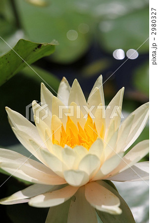 スイレン 2980327