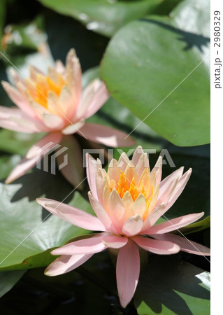 スイレン 2980329