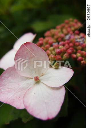 アジサイ 2980997