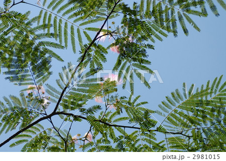 ネムノキ 2981015