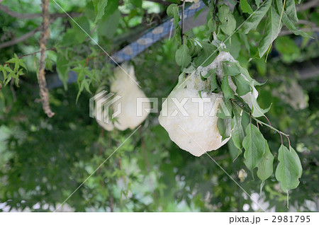 モリアオガエルの卵 モリアオガエルの卵 2981795