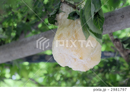 モリアオガエルの卵 2981797