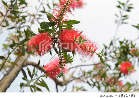 ブラシの木 2981798