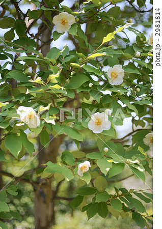 沙羅双樹 2981814