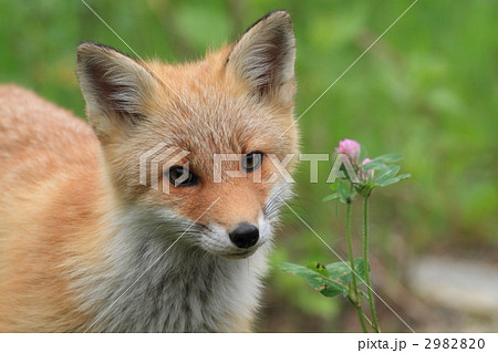 雑草とと子狐 2982820