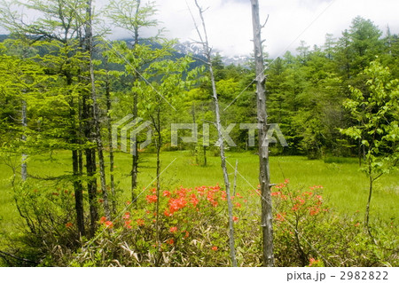 田代湿原 田代湿原 2982822