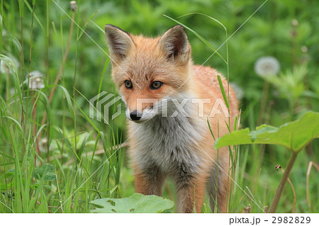 下を見る子ギツネ 2982829