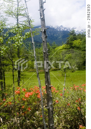 田代湿原 2982830