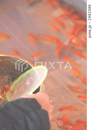 金魚すくい 2982986