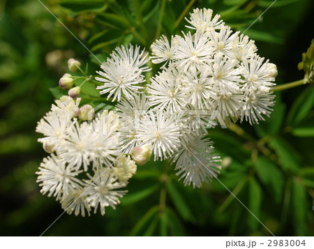 尾瀬 カラマツソウ 尾瀬 カラマツソウ 2983004