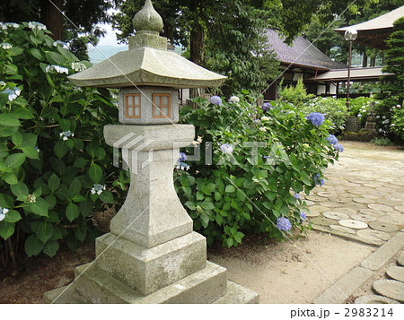 伊那のあじさい寺 2983214