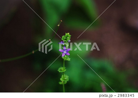 可憐な野の花キキョウソウ横位置 可憐な野の花キキョウソウ横位置 2983345